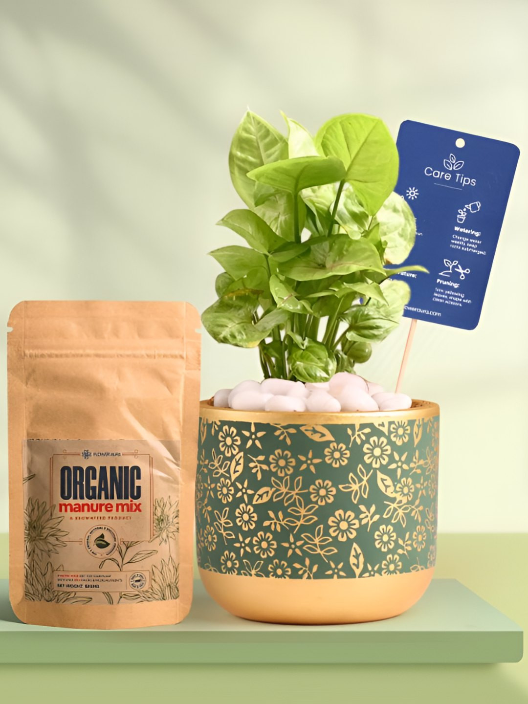 Floweraura Air Purifying Syngonium Indoor Live Plant With Printed Pot & Manure - 15 cm