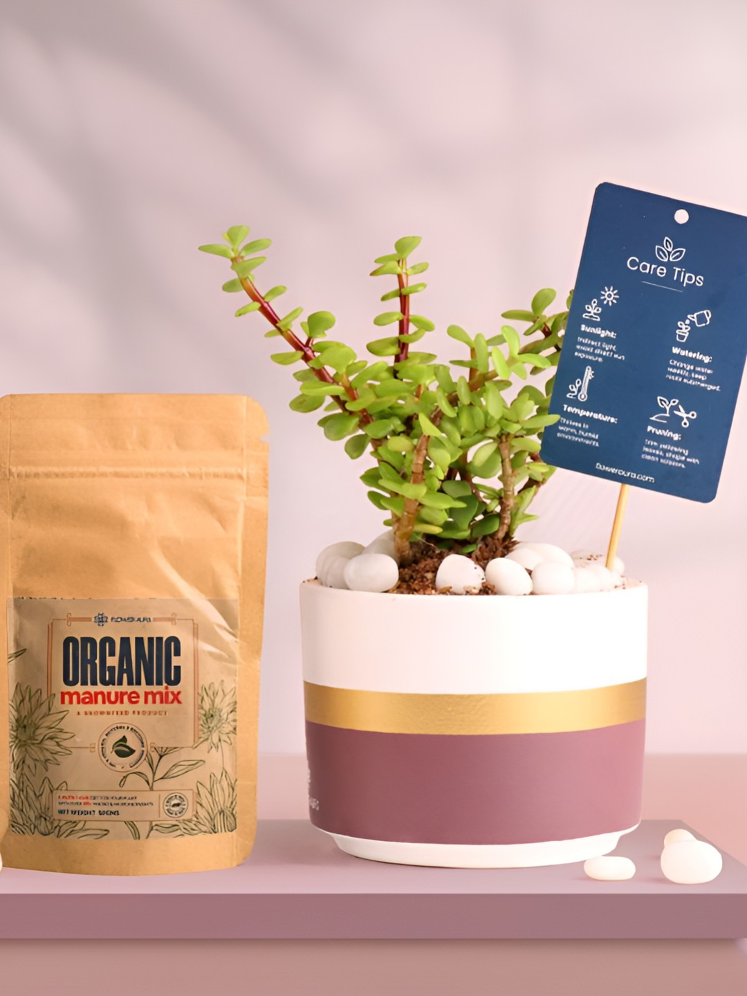 Floweraura Air Purifying Good Luck Jade Indoor Live Plant With Pot & Manure - 15 cm