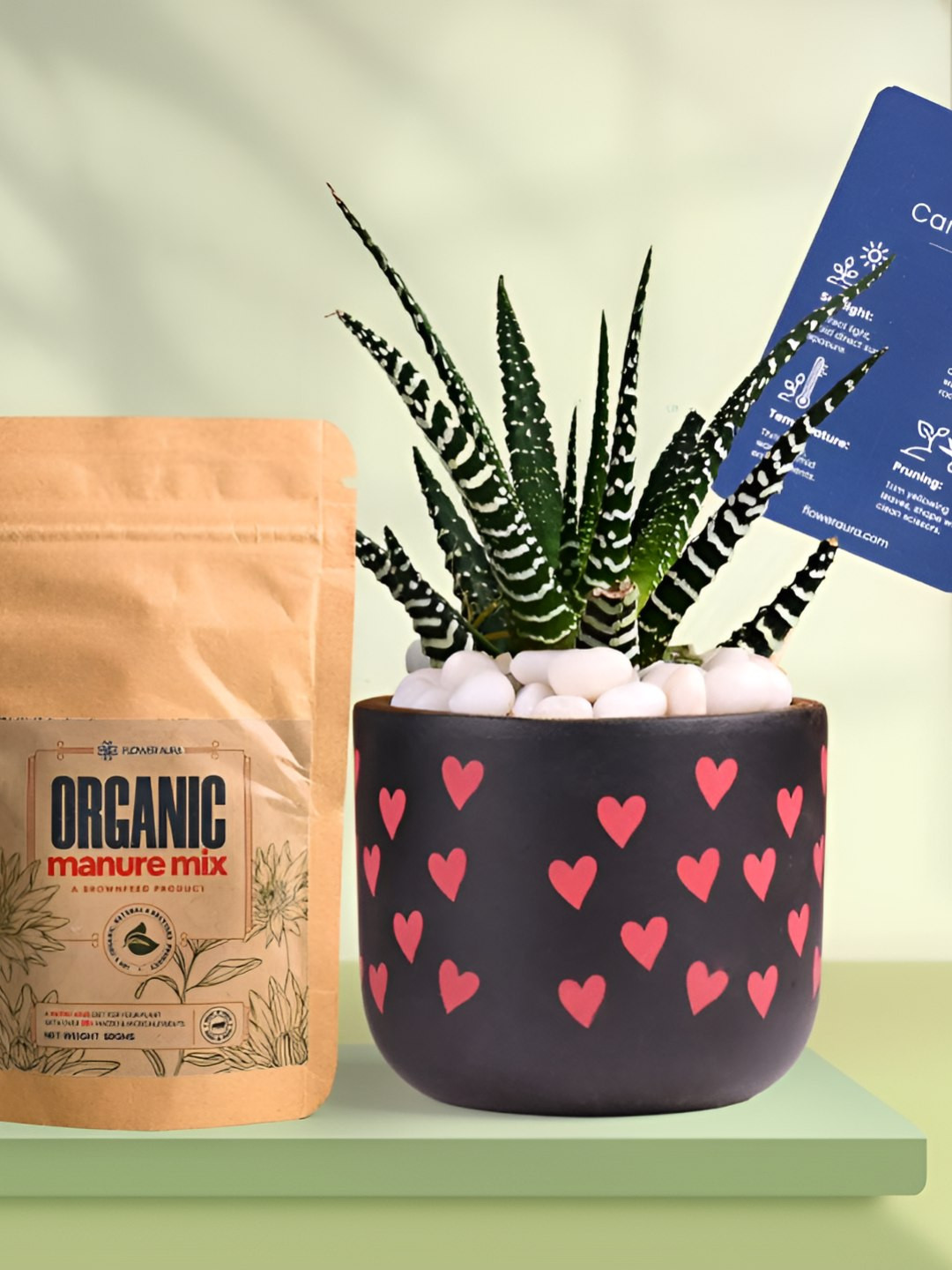 Floweraura Air Purifying Zebra Haworthia Indoor Live Plant With Pot & Manure - 15 cm