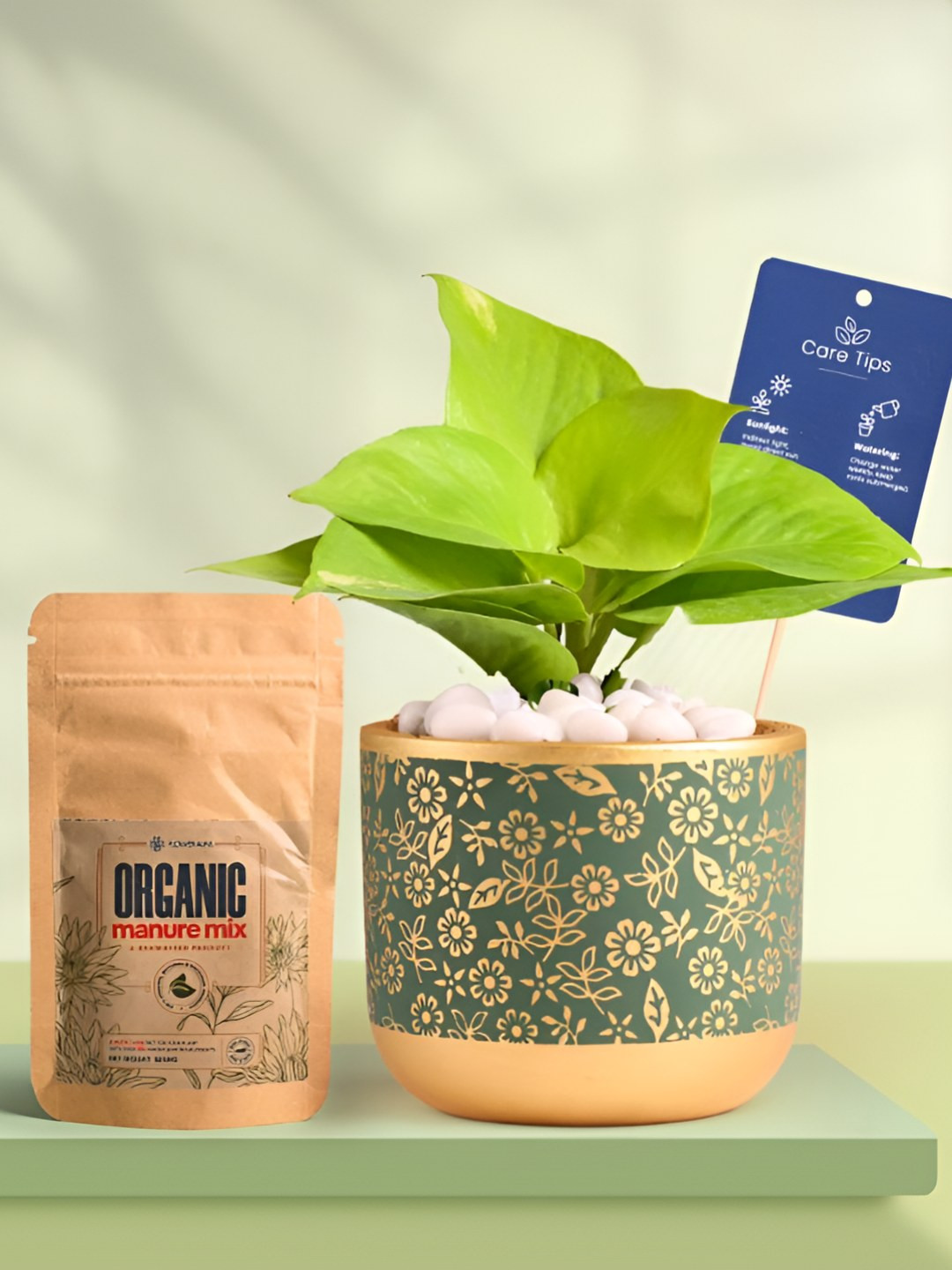 Floweraura Air Purifying Money Indoor Live Plant With Printed Pot & Manure -15 cm