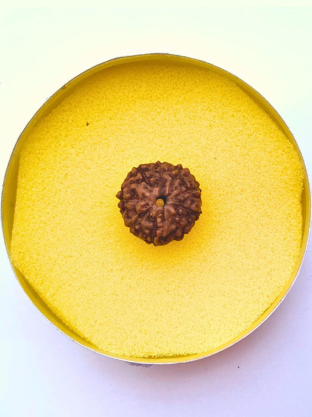 Apnisanskriti Unisex 9 Mukhi Rudraksha Pendant