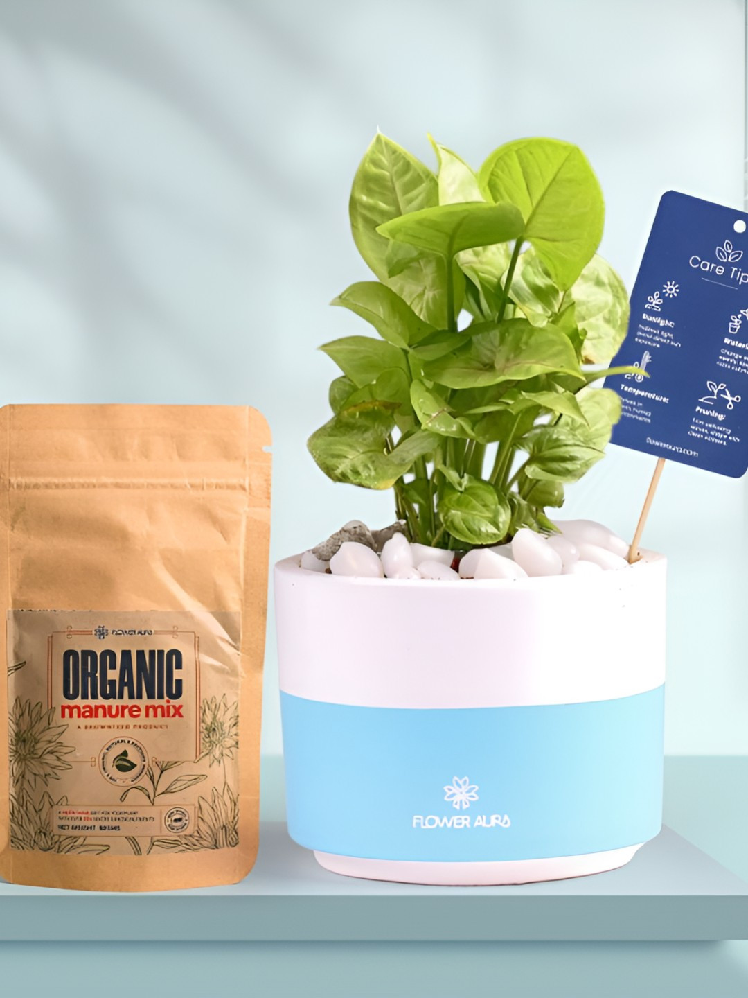 Floweraura Air Purifying Syngonium Indoor Live Plant With Pot & Manure - 15 cm