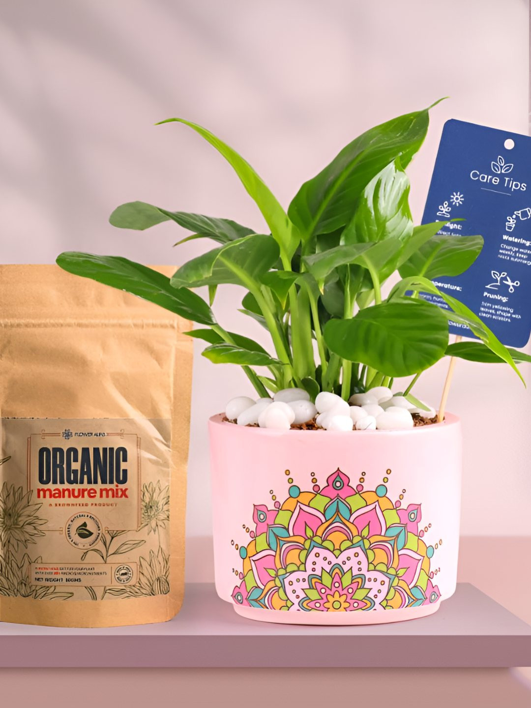 Floweraura Air Purifying Indoor Live Peace Lily Plant With Printed Pot & Manure -15 cm