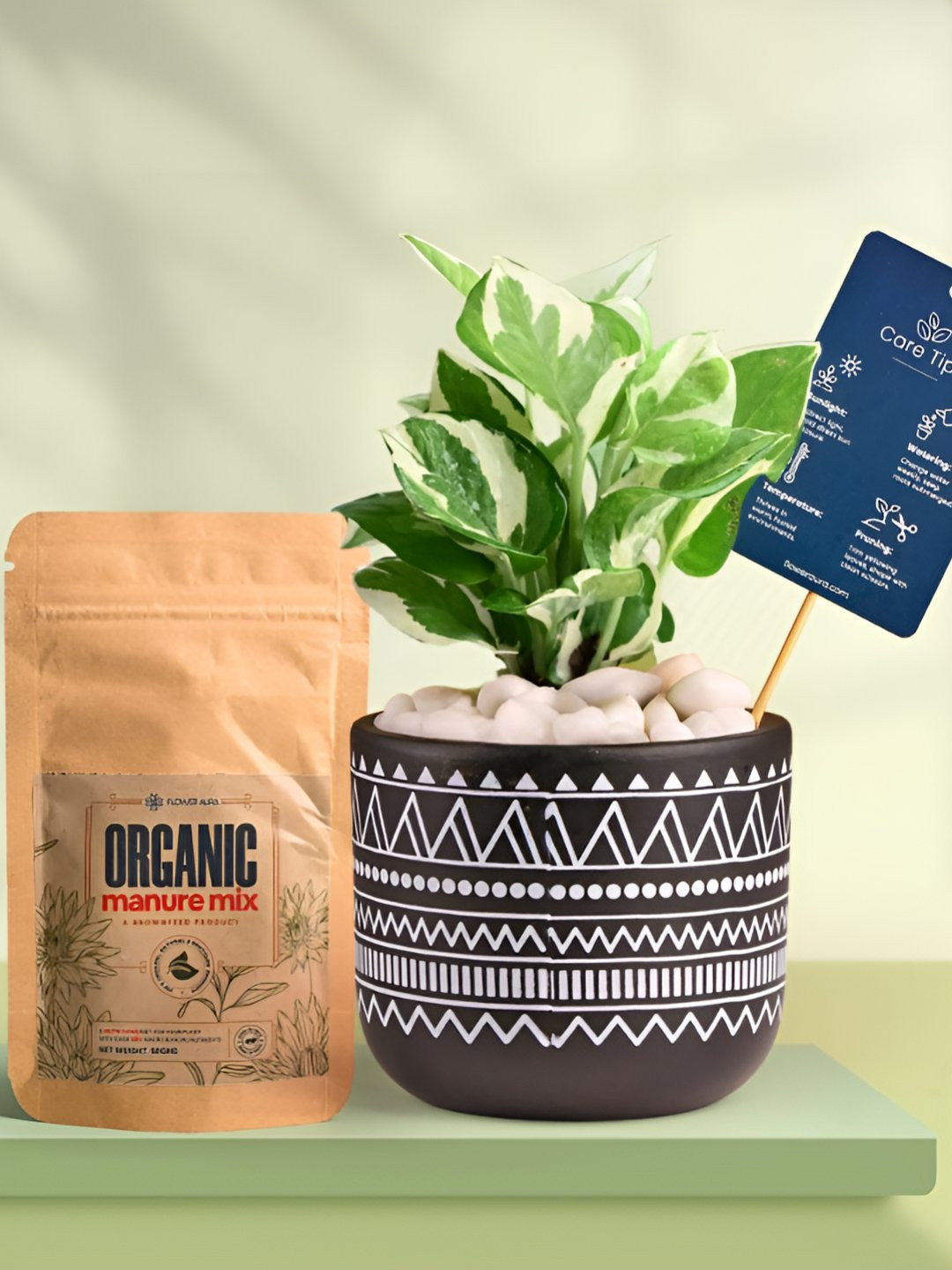 Floweraura Air Purifying Pothos Indoor Live Printed Pot & Manure -15 cm