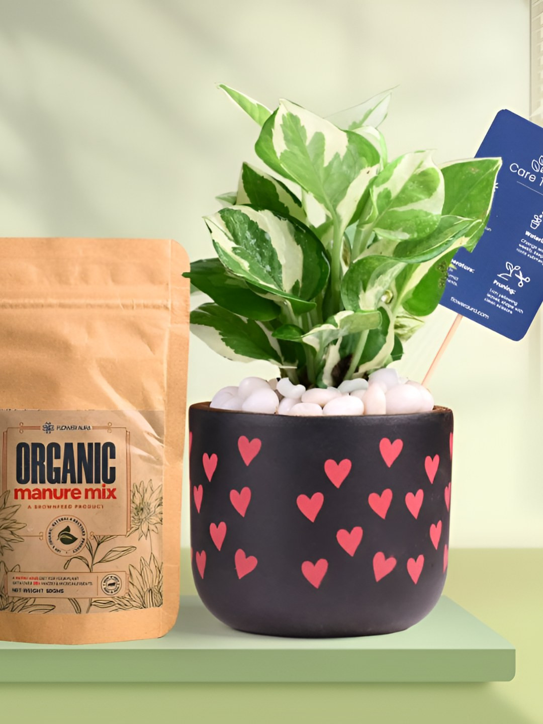 Floweraura Air Purifying White Pothos Indoor Live Plant With Printed Pot & Manure -15 cm