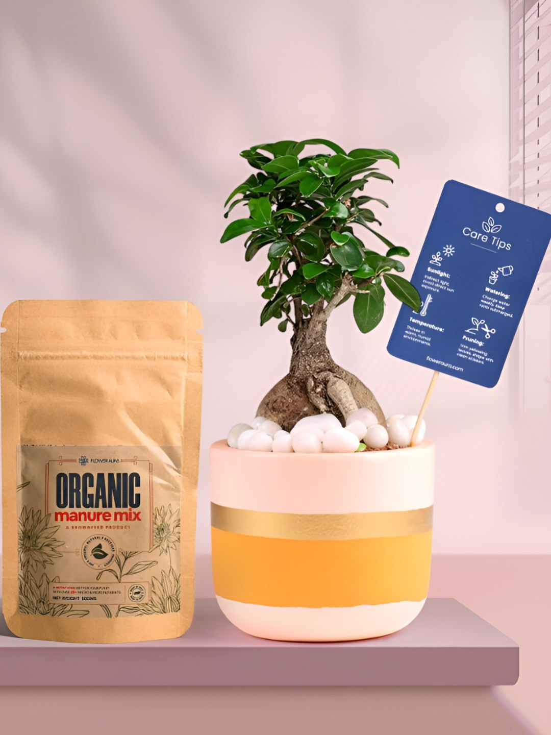 Floweraura Air Purifying Ficus Bonsai Indoor Live Plant With Pot & Manure - 15 cm