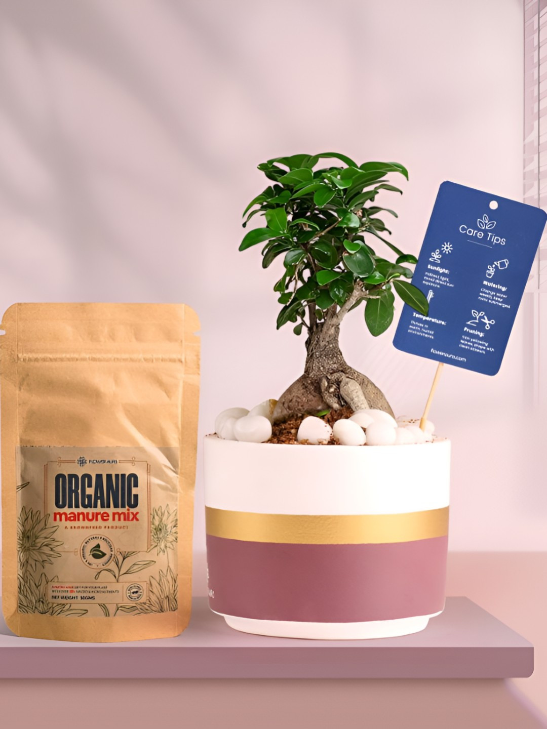 Floweraura Air Purifying Ficus Bonsai Indoor Live Plant With Pot & Manure - 15 cm