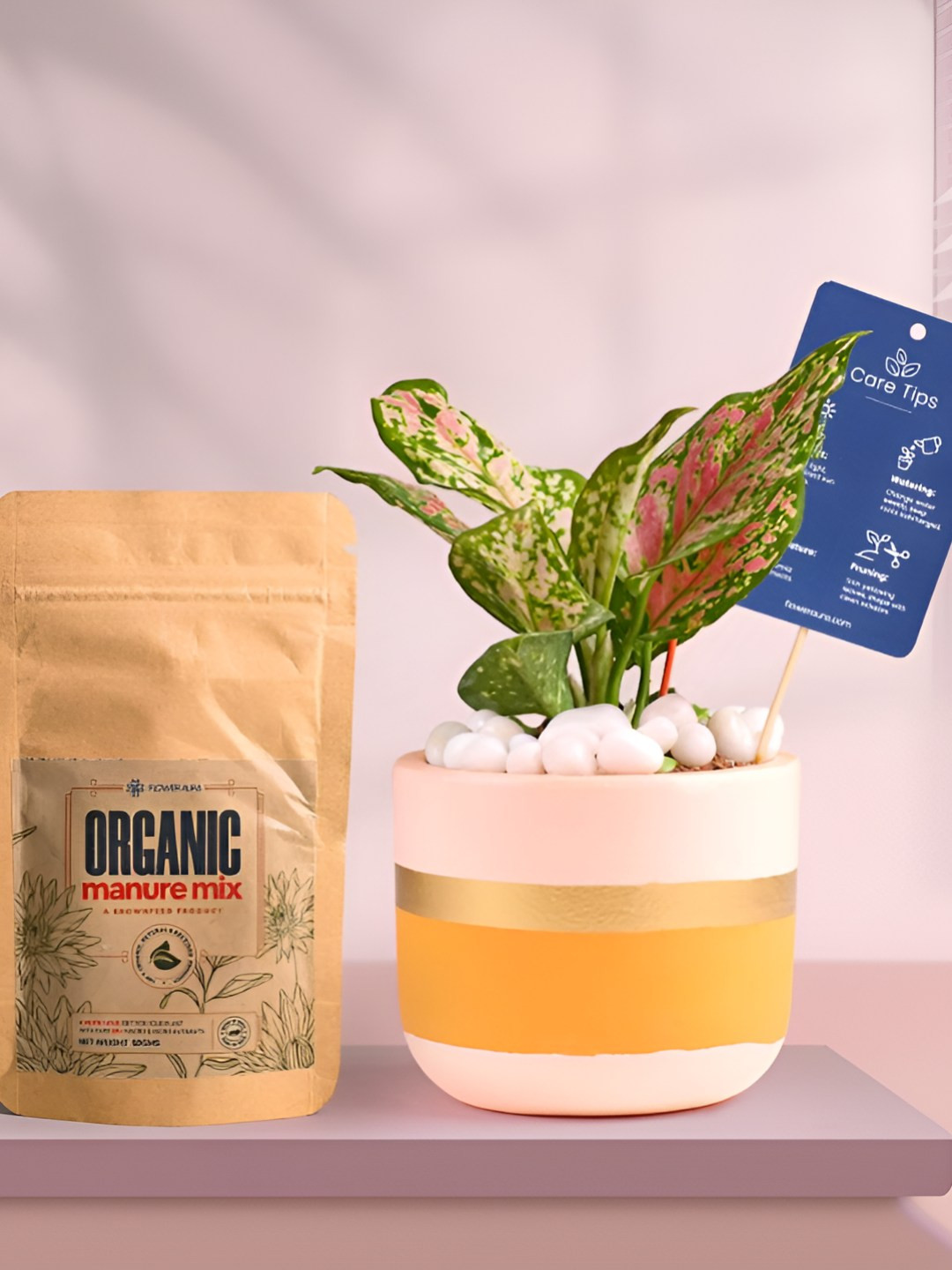 Floweraura Air Purifying Indoor Live Aglaonema Plant With Pot & Manure - 15 cm