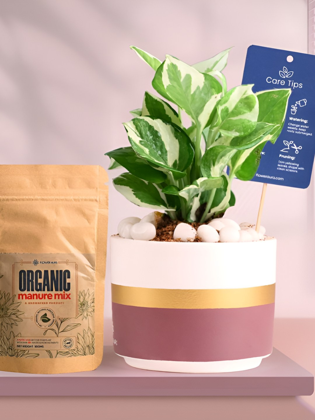 Floweraura Air Purifying Indoor Live White Pothos Plant With Pot & Manure - 15 cm