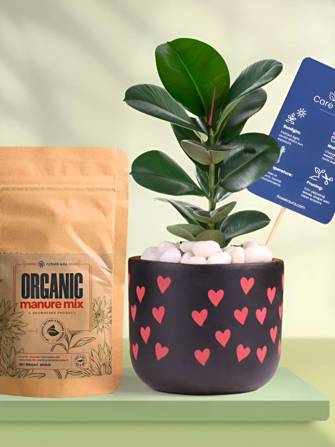 Floweraura Air Purifying Indoor Live Natural Rubber Plant With Printed Pot & Manure -15 cm