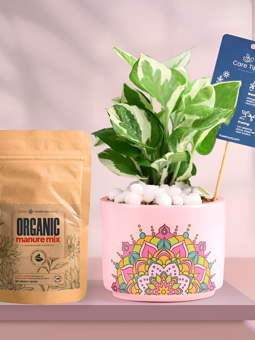 Floweraura Air Purifying Indoor Live White Pothos Plant With Printed Pot & Manure -15 cm