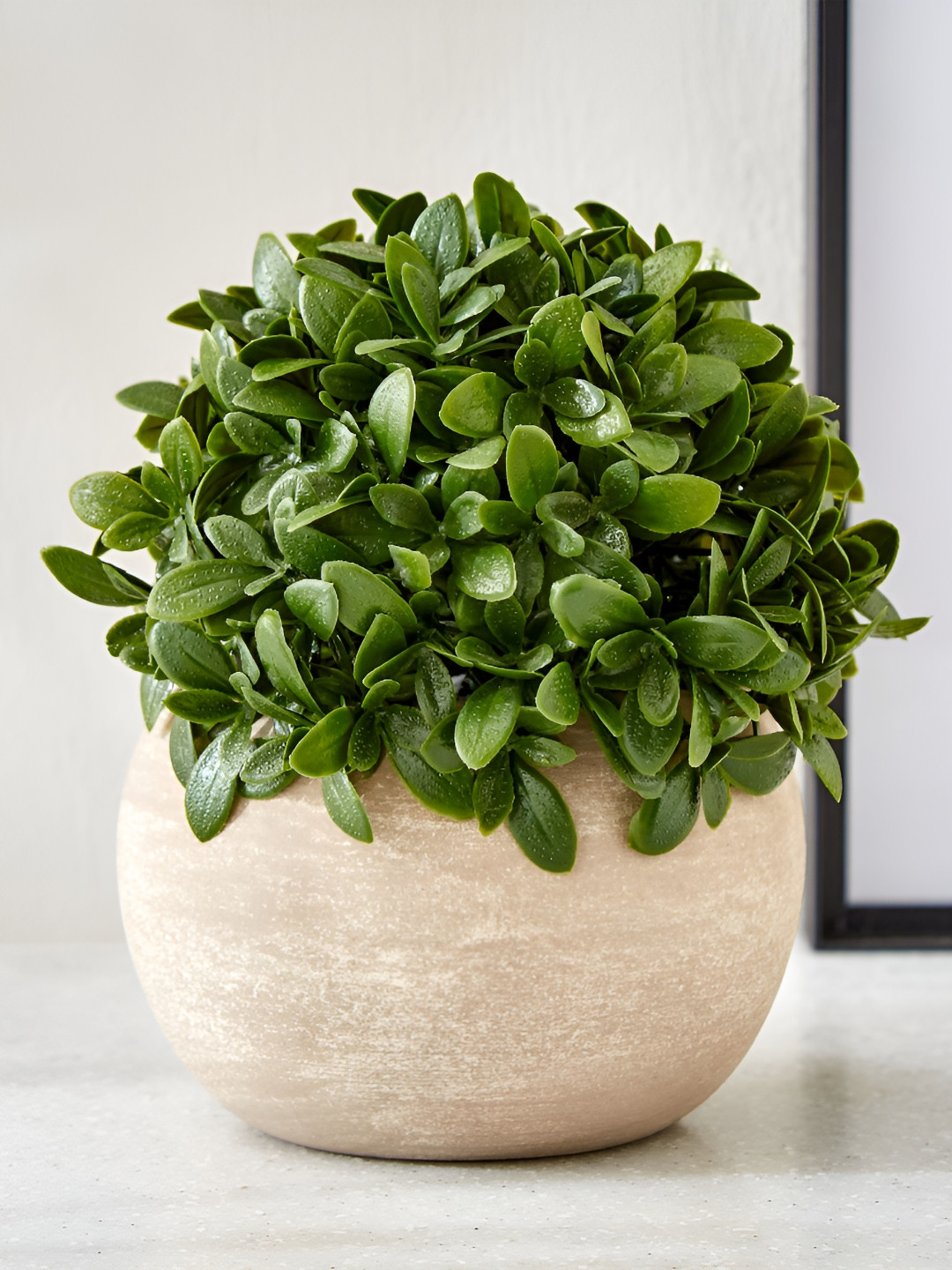 Home Centre Green 1 Pieces Camellia Artificial Flower With Pot