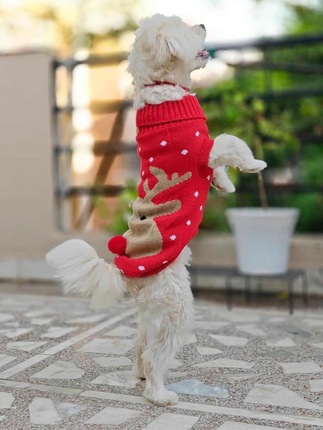 Lulala Animal Printed Dogs & Cats Sweater