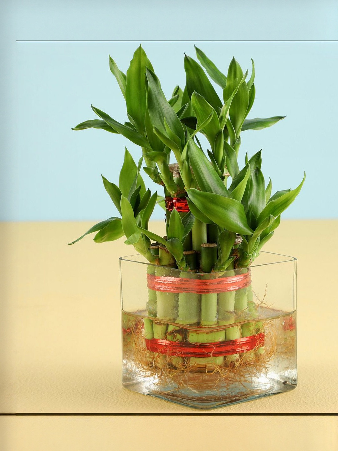 REAL NATURE Indoor 2 Layer Lucky Bamboo Live Plant With Pot-3 Inch