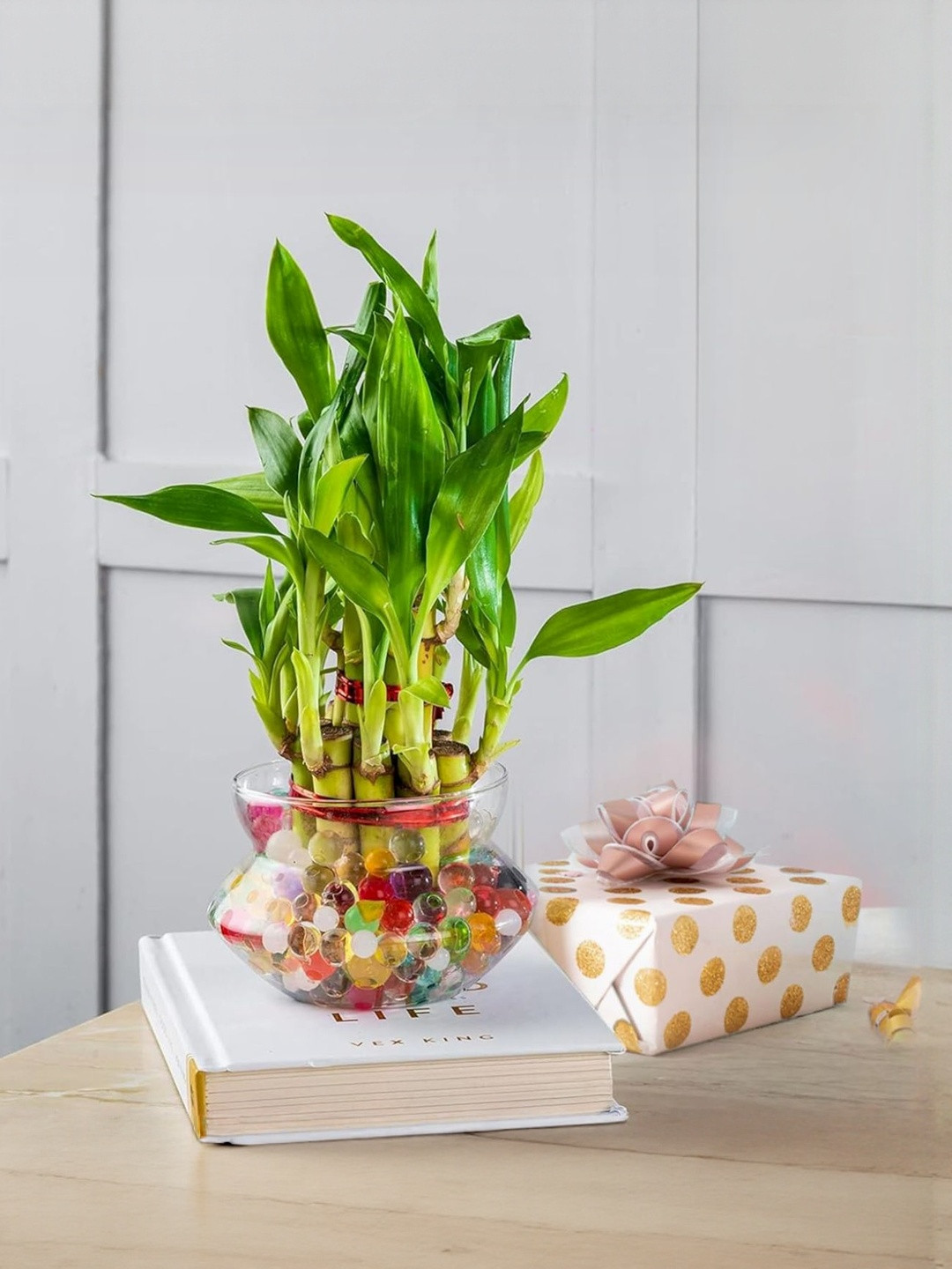 REAL NATURE Indoor 2 Layer Lucky Bamboo Live Plant With Pot-6 Inch