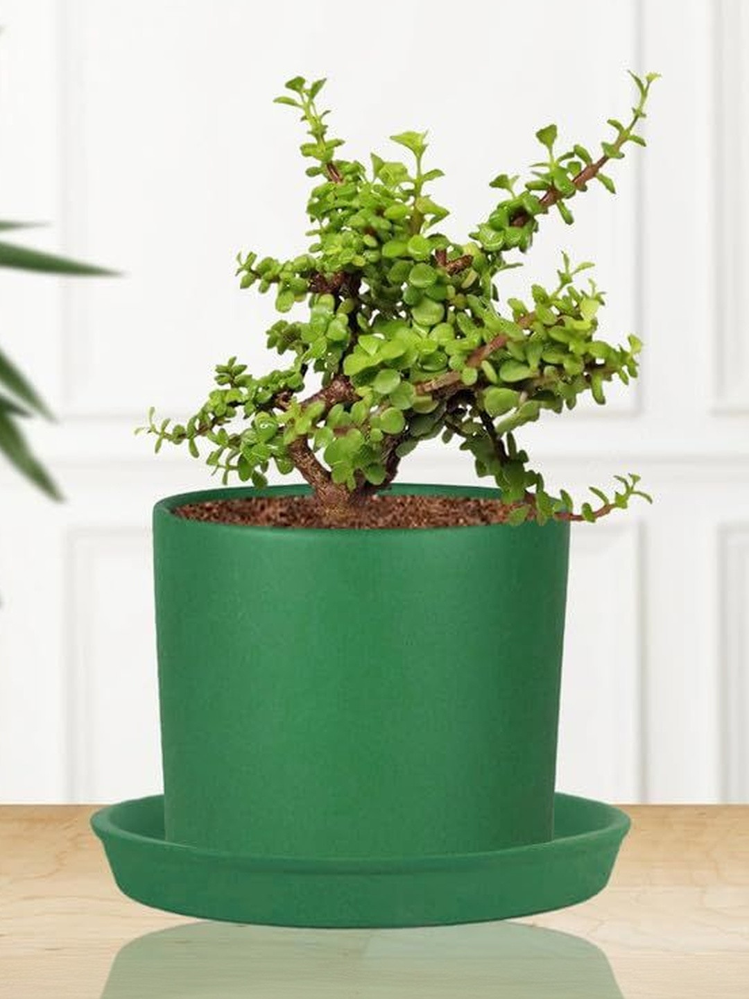 LASAKI Sara Green Ceramic Handmade Planter With Plate