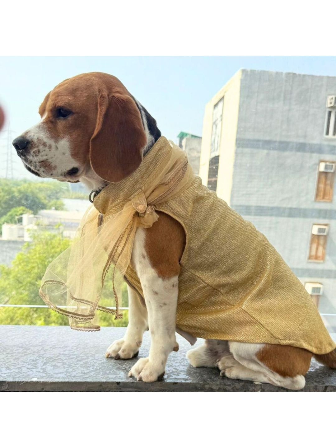 Lulala Traditional Ethnic Velcro Closure Dog Dress