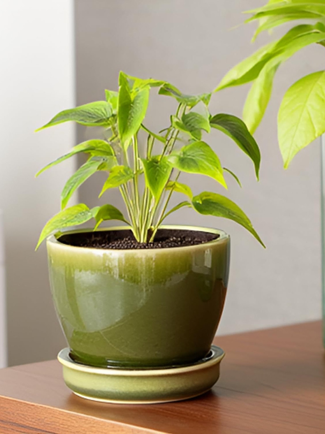 LASAKI Core Green & White Textured Ceramic Durable Planter With Plate