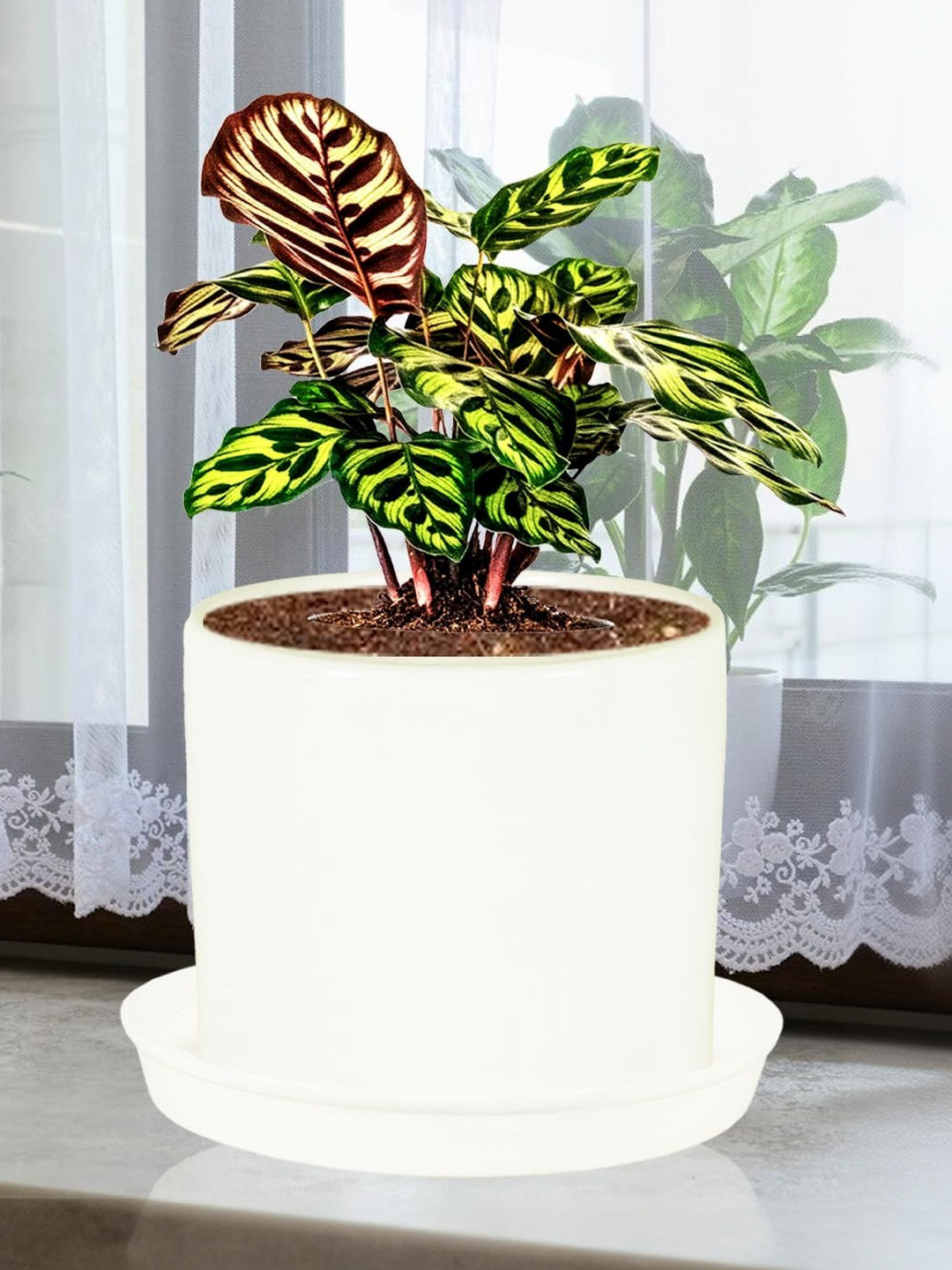 LASAKI Sara White Ceramic Planter With Plate