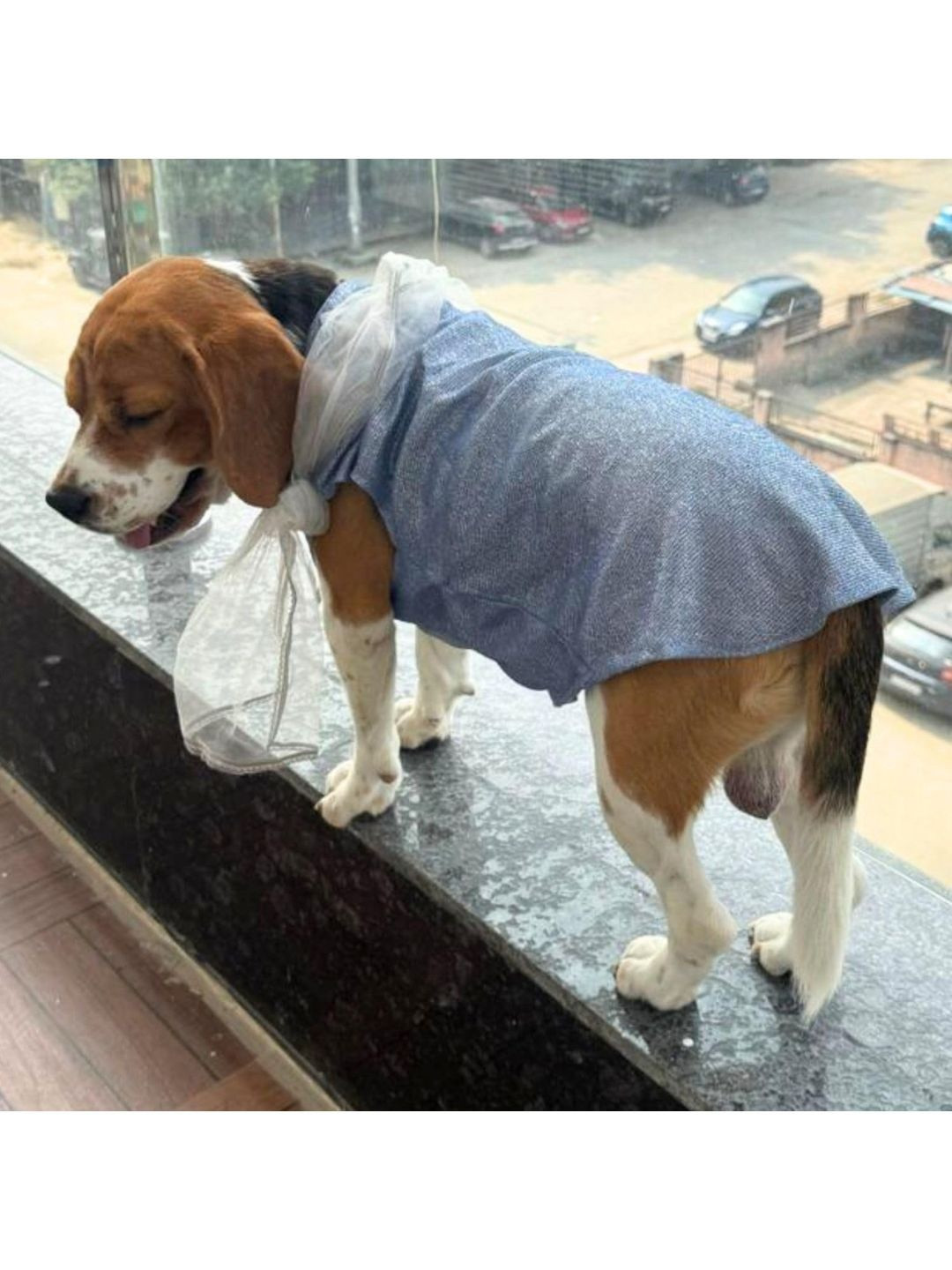 Lulala Embellished Traditional Ethnic Indian Dog Outfit Dress