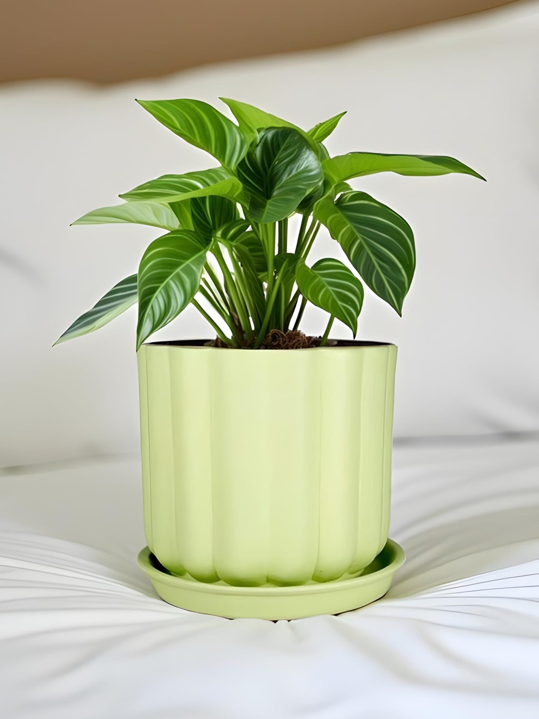 LASAKI Flona Lime-Green Ceramic Handmade Planter With Plate