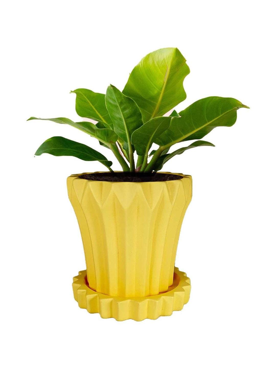 LASAKI Flory Yellow Textured Ceramic Planter With Plate