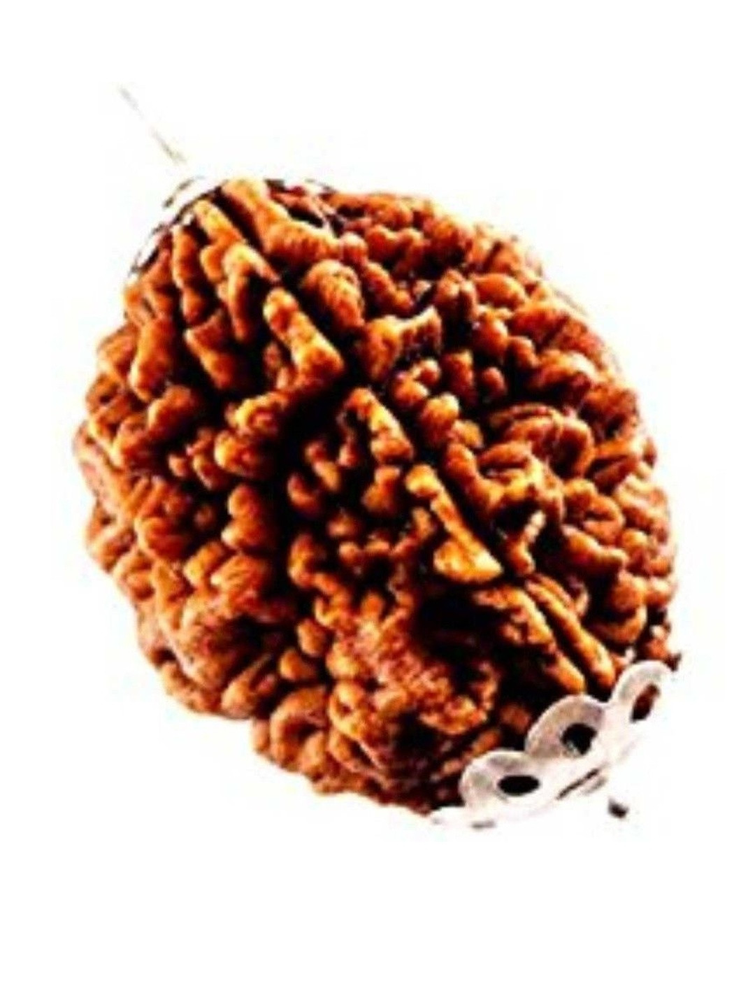 RAVIOUR LIFESTYLE 2 Mukhi Rudraksha JGL Lab Certified Wood Pendant