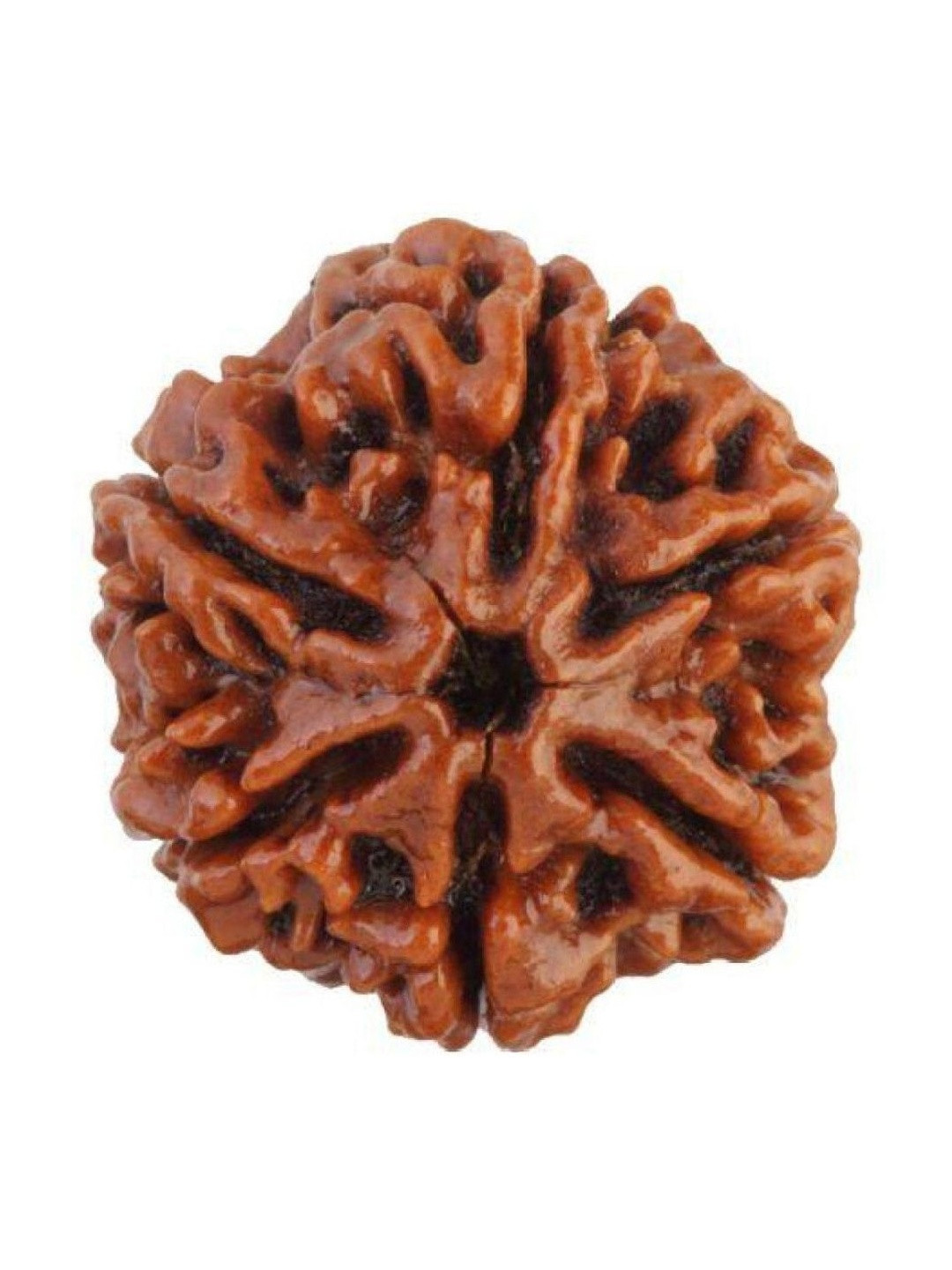 RAVIOUR LIFESTYLE 6 Mukhi Rudraksha Pendants