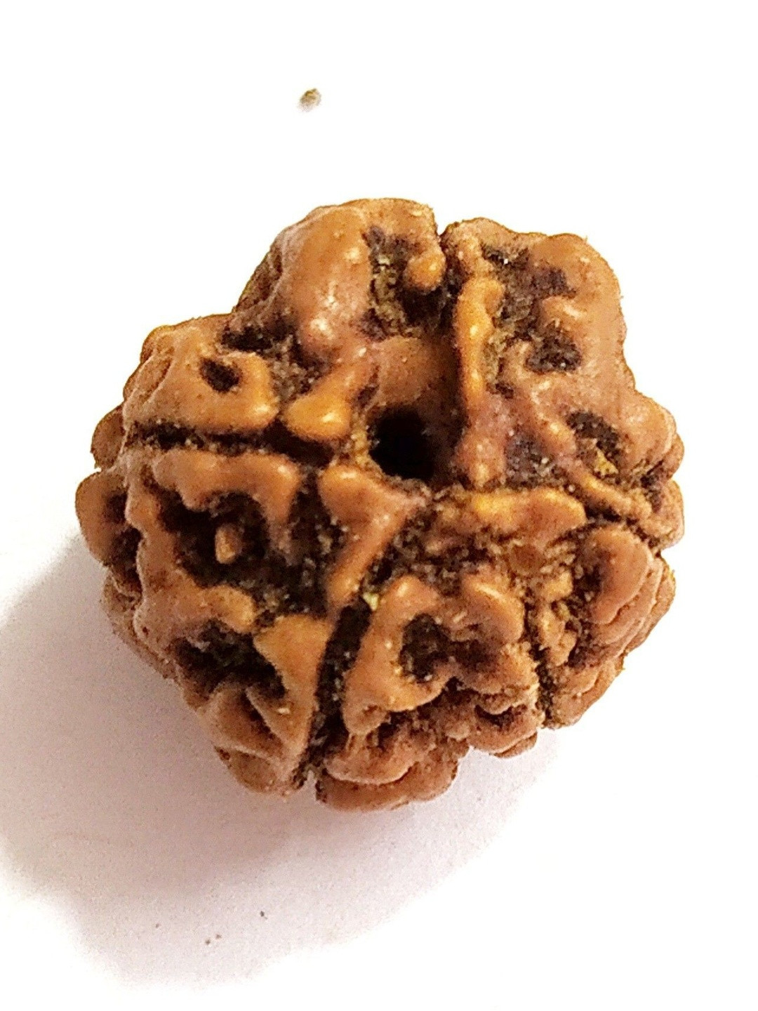 RAVIOUR LIFESTYLE Natural Five Face Rudraksha 5 Mukhi Rudraksh Pendant