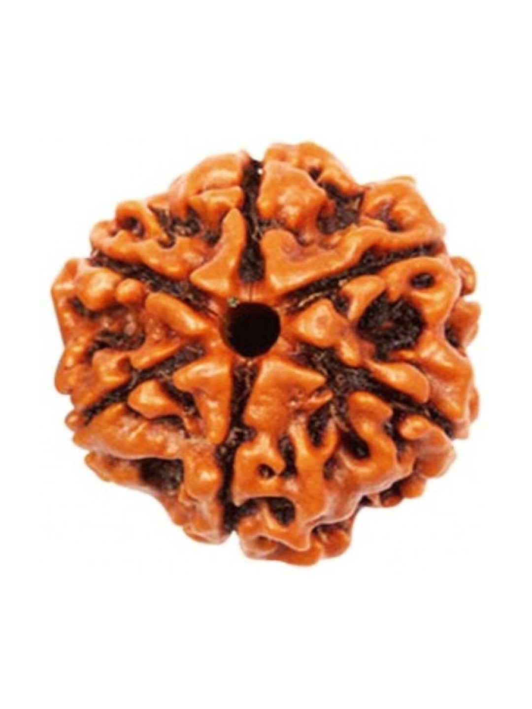 RAVIOUR LIFESTYLE Unisex Alloy 6 Mukhi Nepali Original Rudraksha Pendants