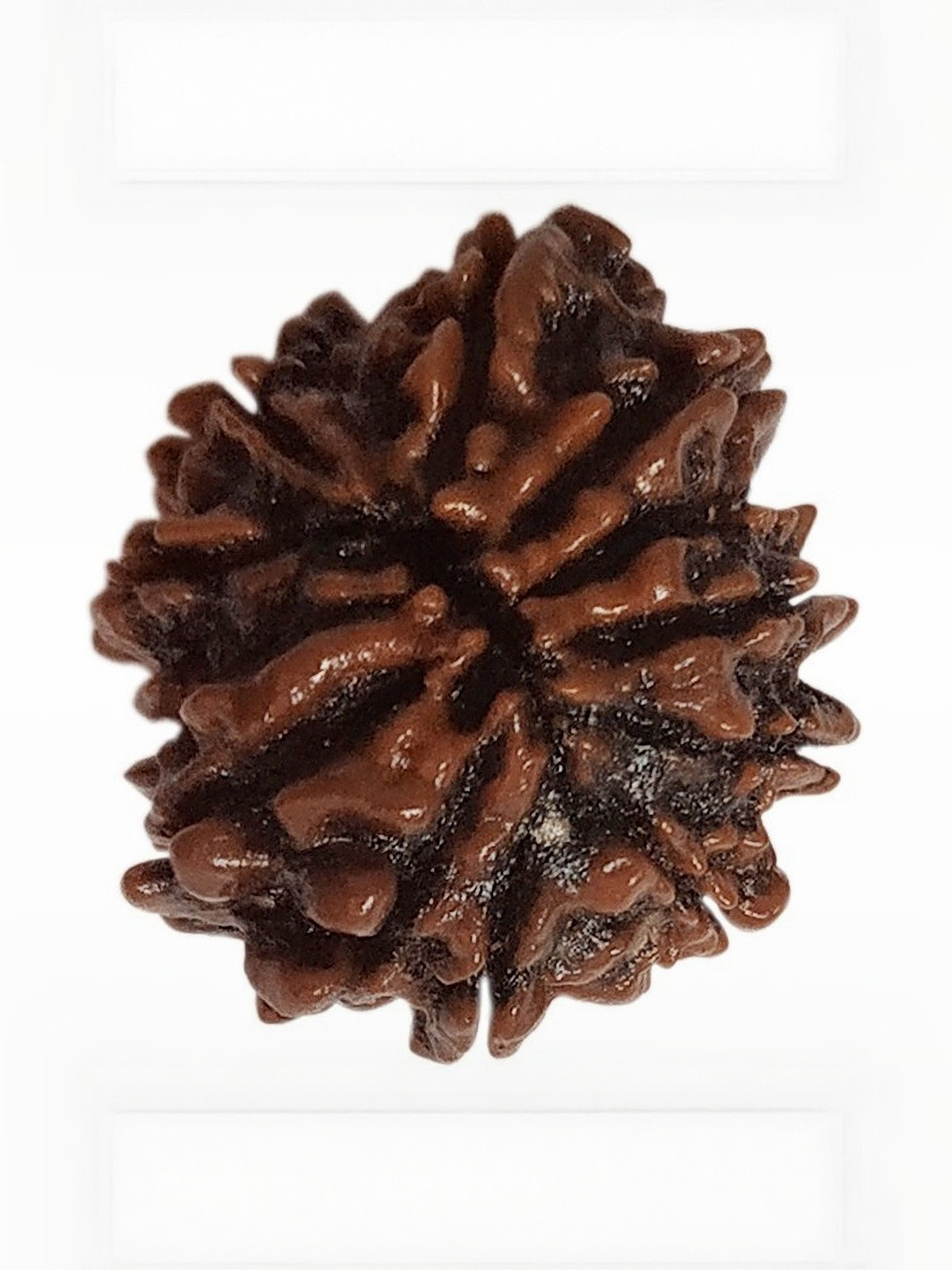 RAVIOUR LIFESTYLE Jewelswonder Unisex 100 % Natural Dus Mukhi Rudraksha Pendants