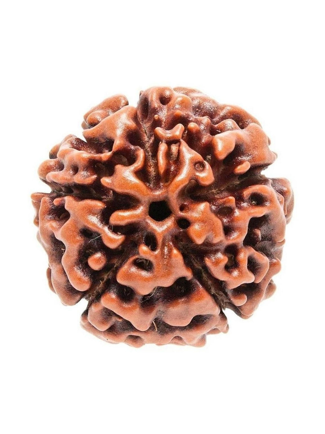 RAVIOUR LIFESTYLE Unisex Natural Certified Five Mukhi Nepali Rudraksha Beads Pendent
