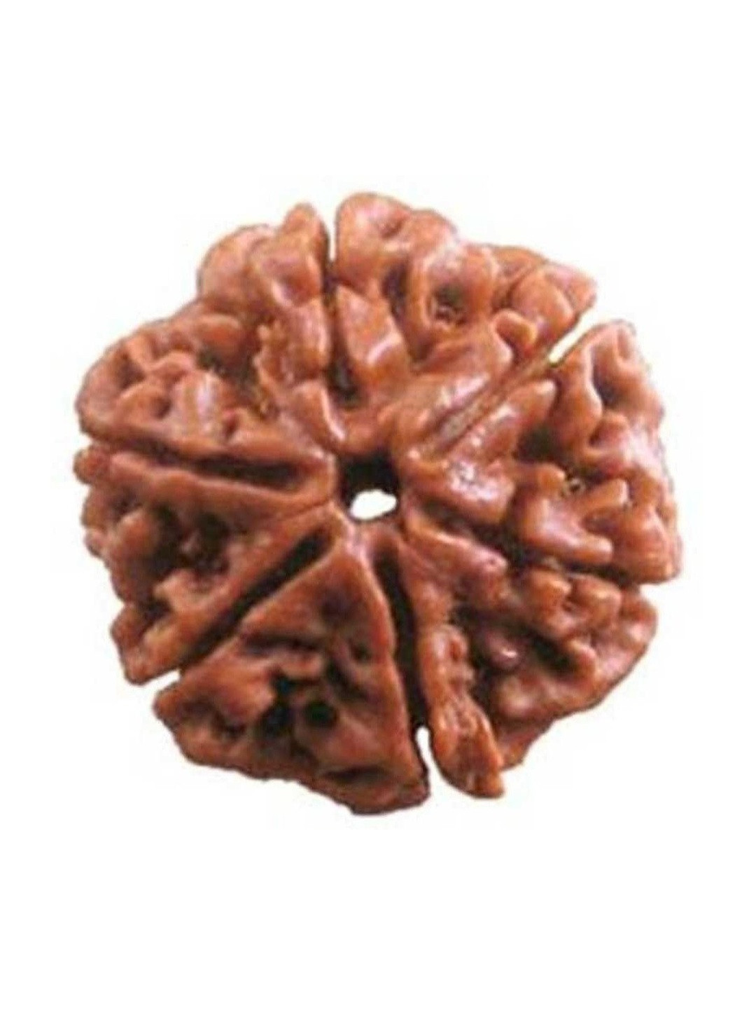RAVIOUR LIFESTYLE Natural 6 Mukhi Rudraksha Pendants