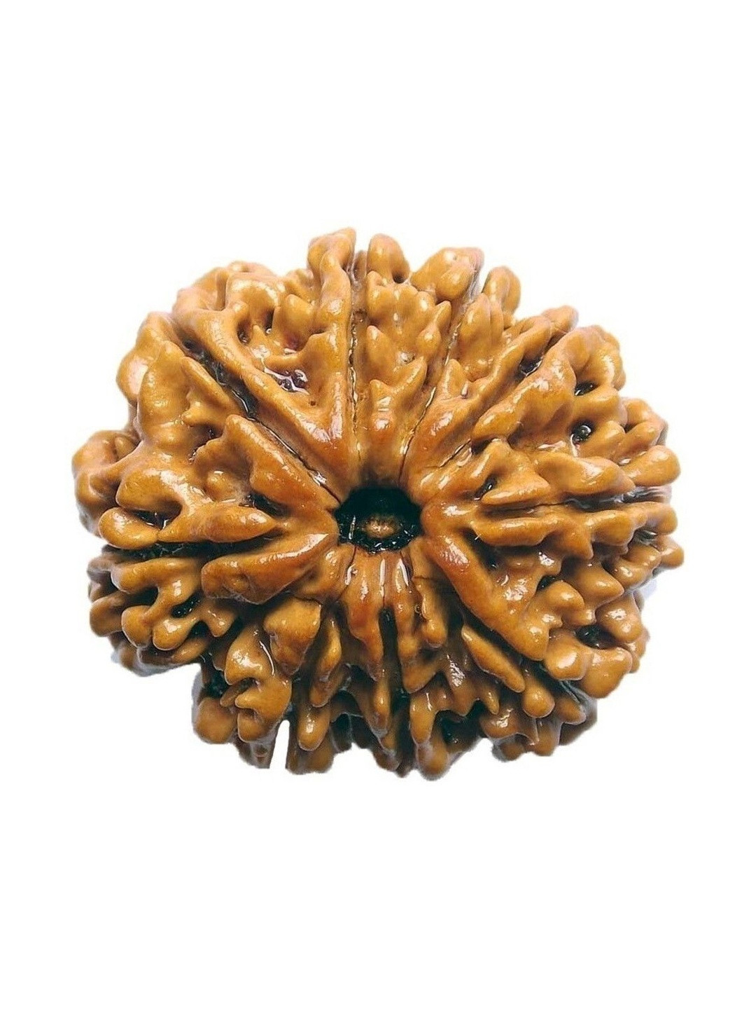 RAVIOUR LIFESTYLE Original & Natural Nine Face / 8 Mukhi Rudraksha Wood Spherical Pendants