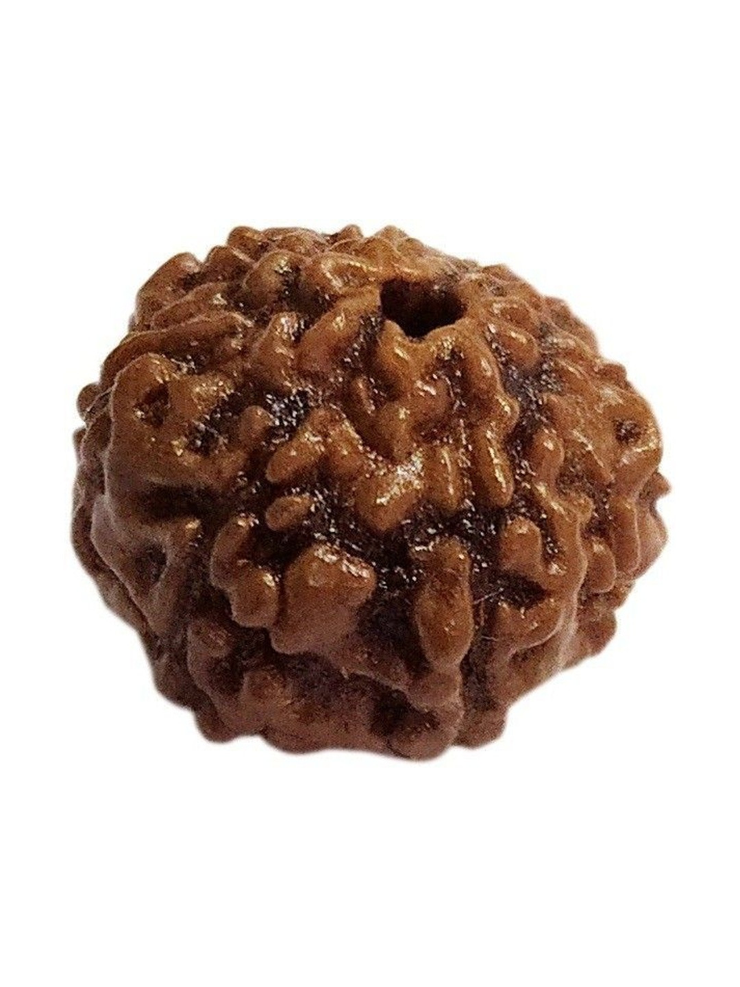 RAVIOUR LIFESTYLE Brown Natural No Mukhi Rudraksh Pendants