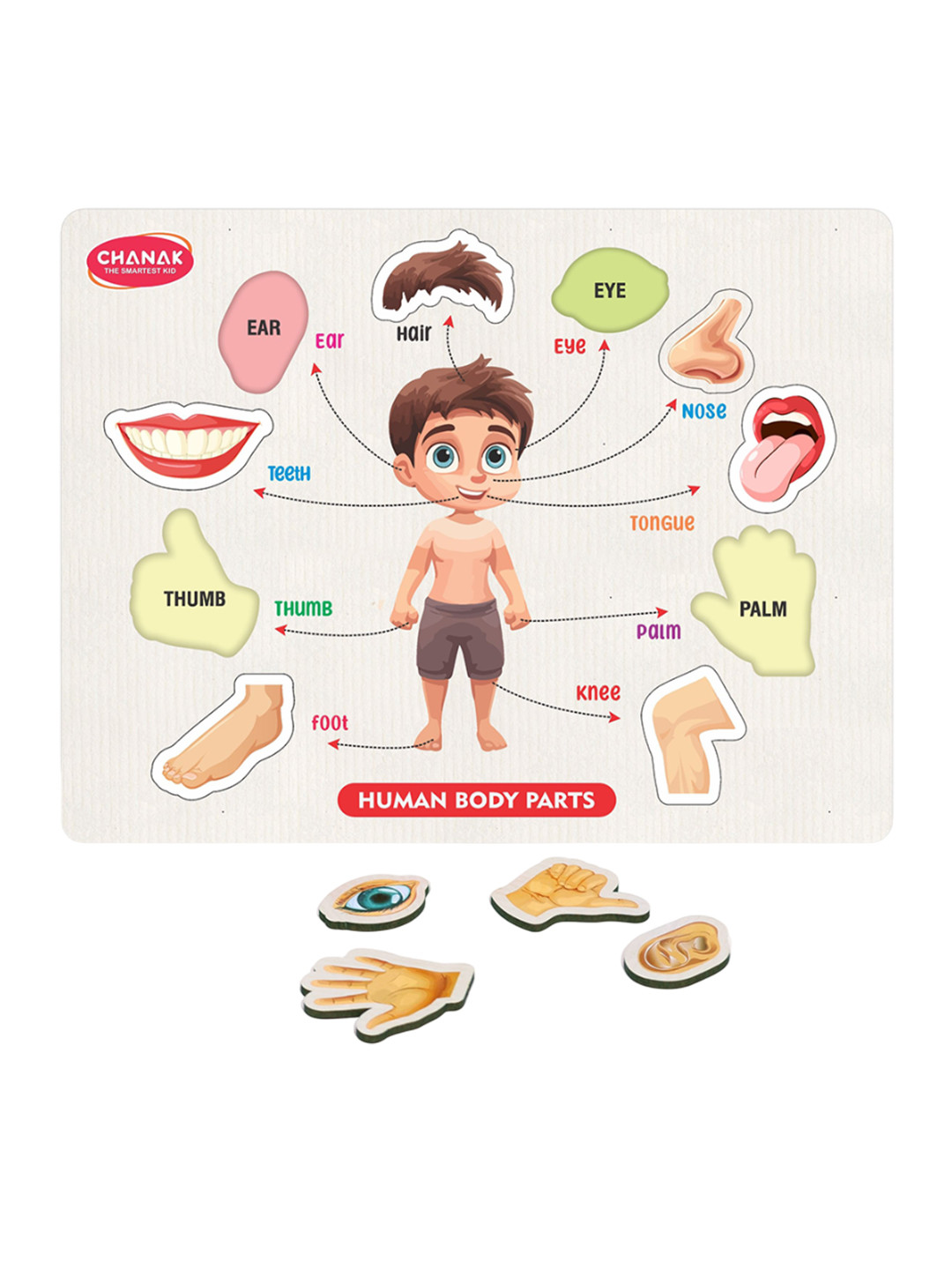 CHANAK BPA Free Human Body Parts Puzzle Toy