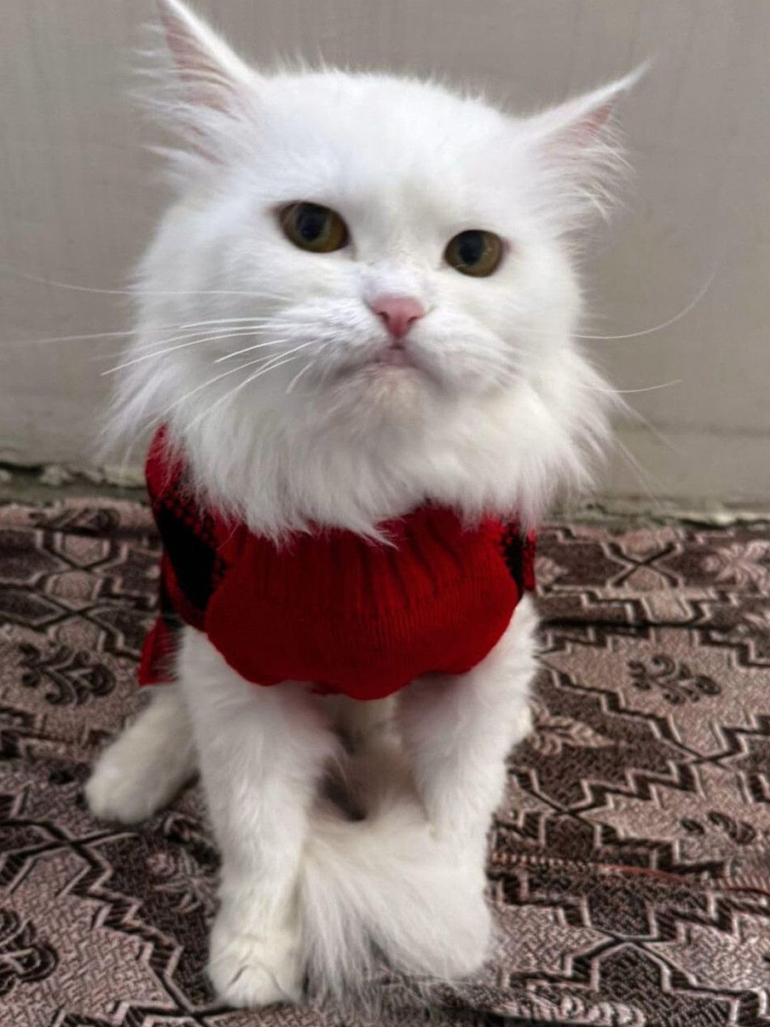 Lulala Geometric Printed Turtle Neck Small Winter Cat Sweater