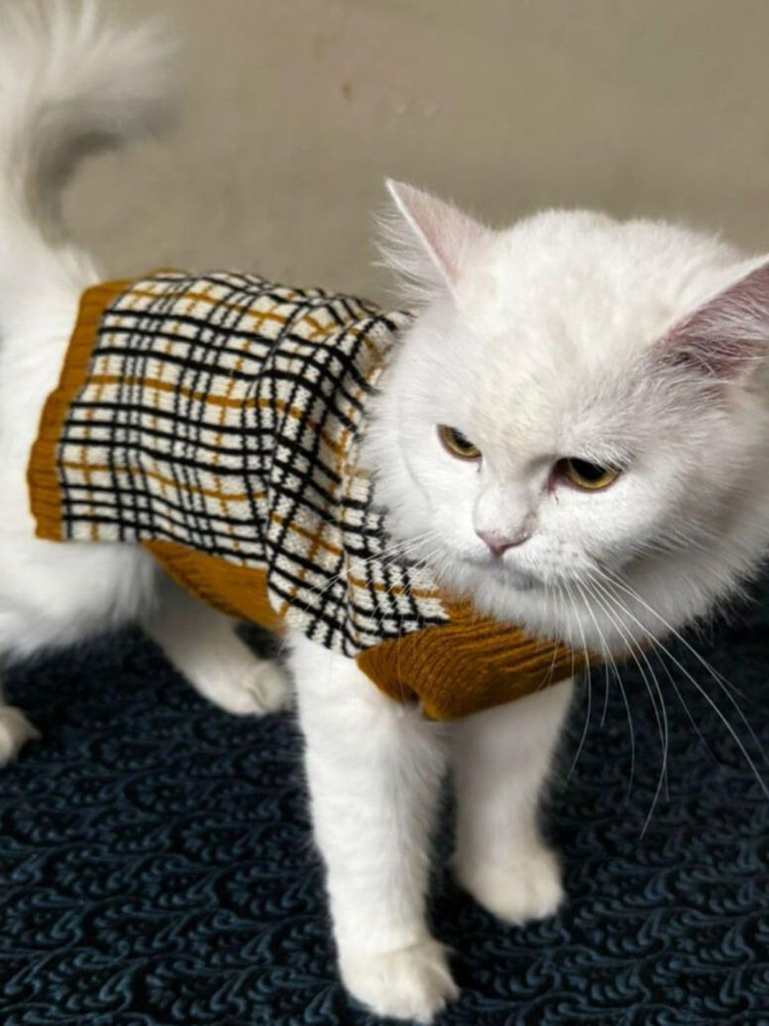 Lulala Checked Turtle Neck Small Winter Cat Sweaters