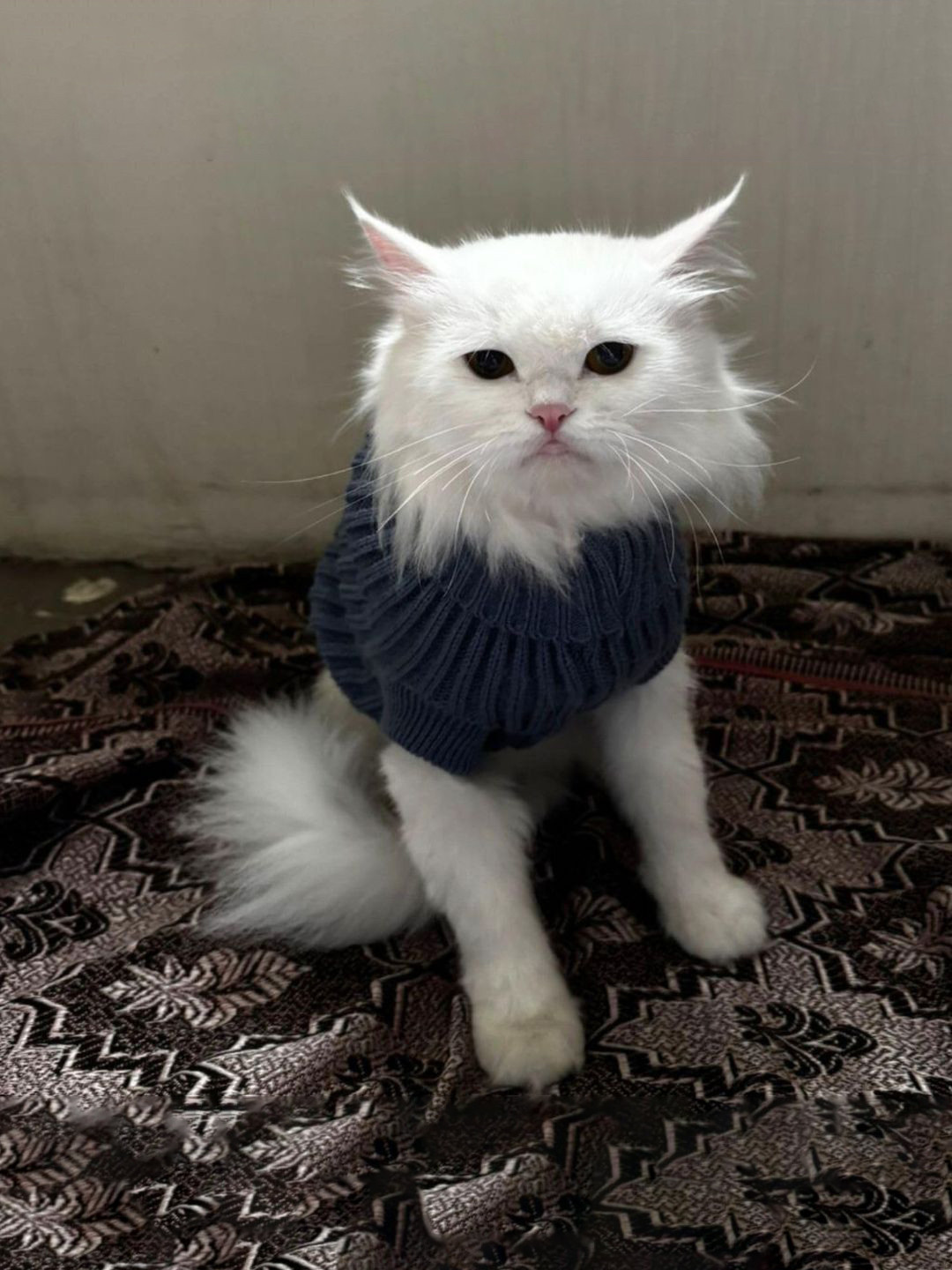 Lulala Self Design Turtle Neck Small Winter Cat Sweater