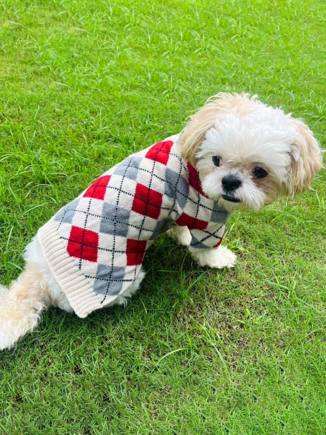 Lulala Chechked Small Breed Size Sweater For Dogs & Cats