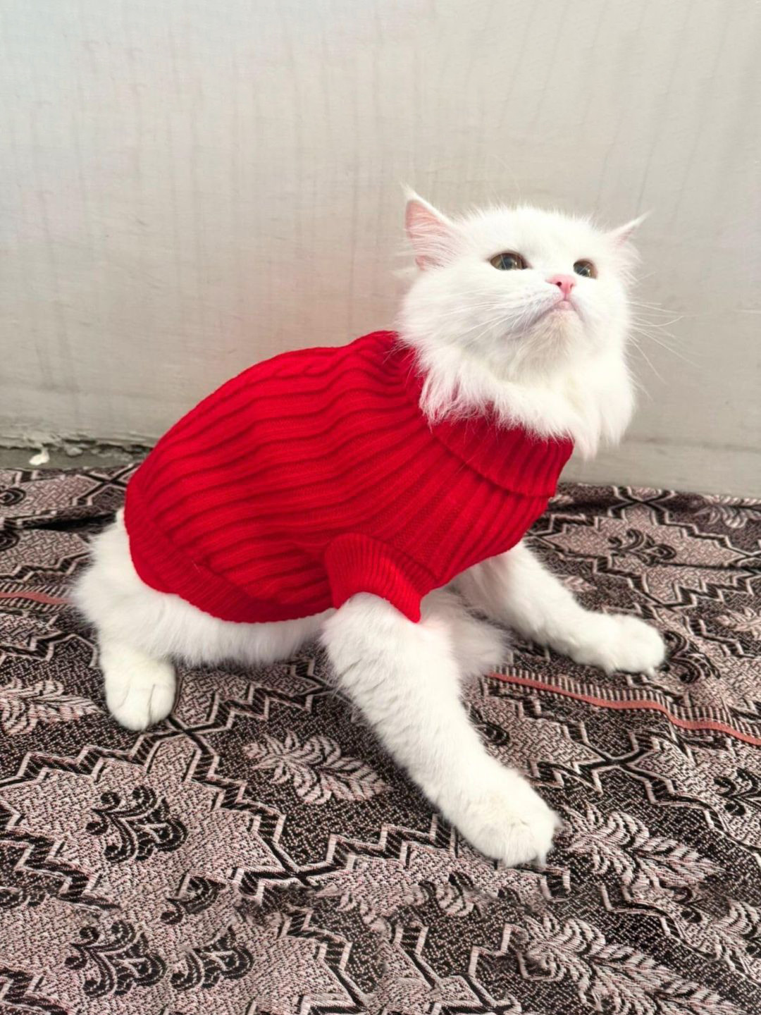 Lulala Self Design Turtle Neck Extra Small Winter Cat Sweater