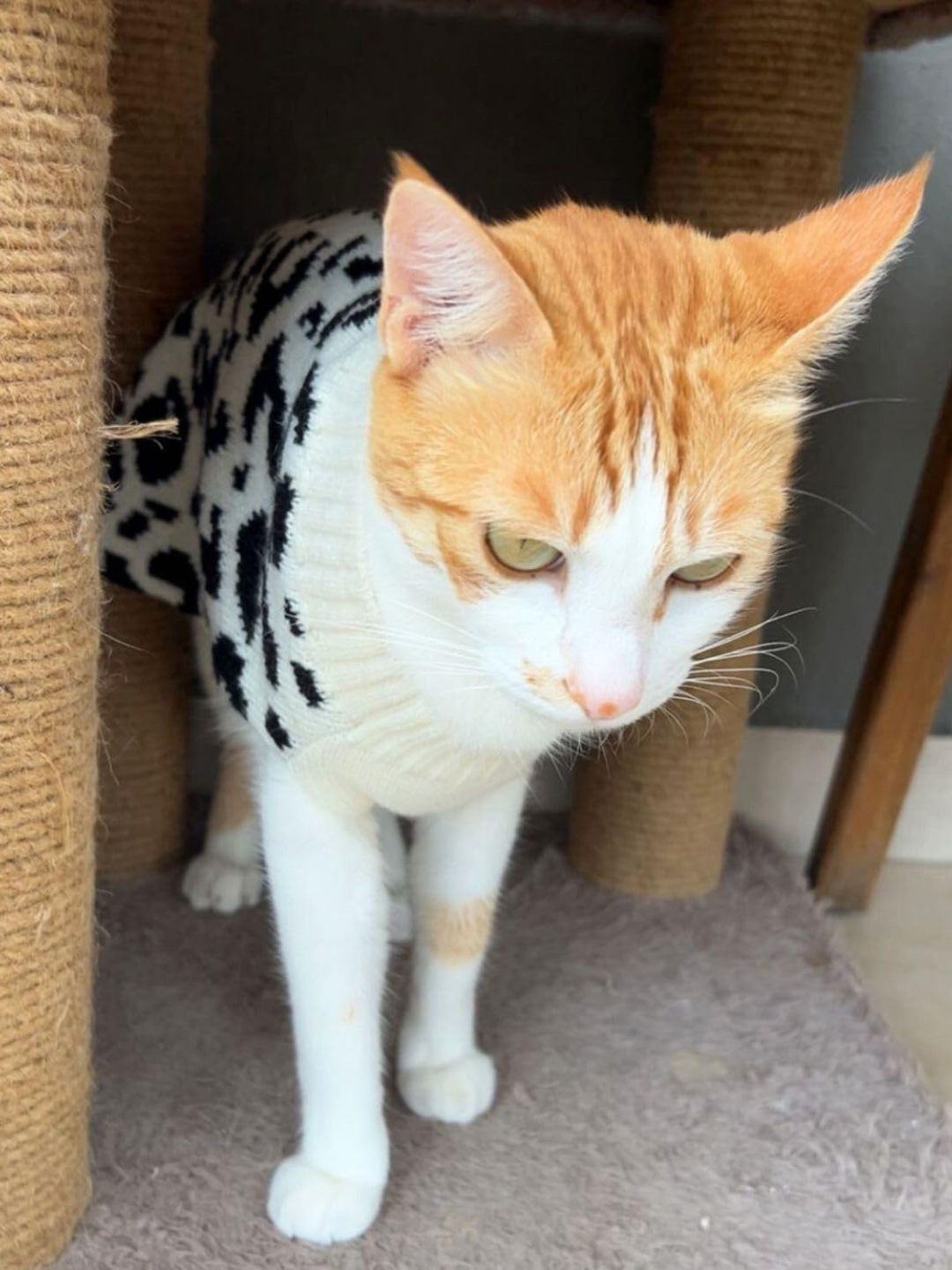 Lulala Abstract Printed Turtle Neck Small Winter Cat Sweater