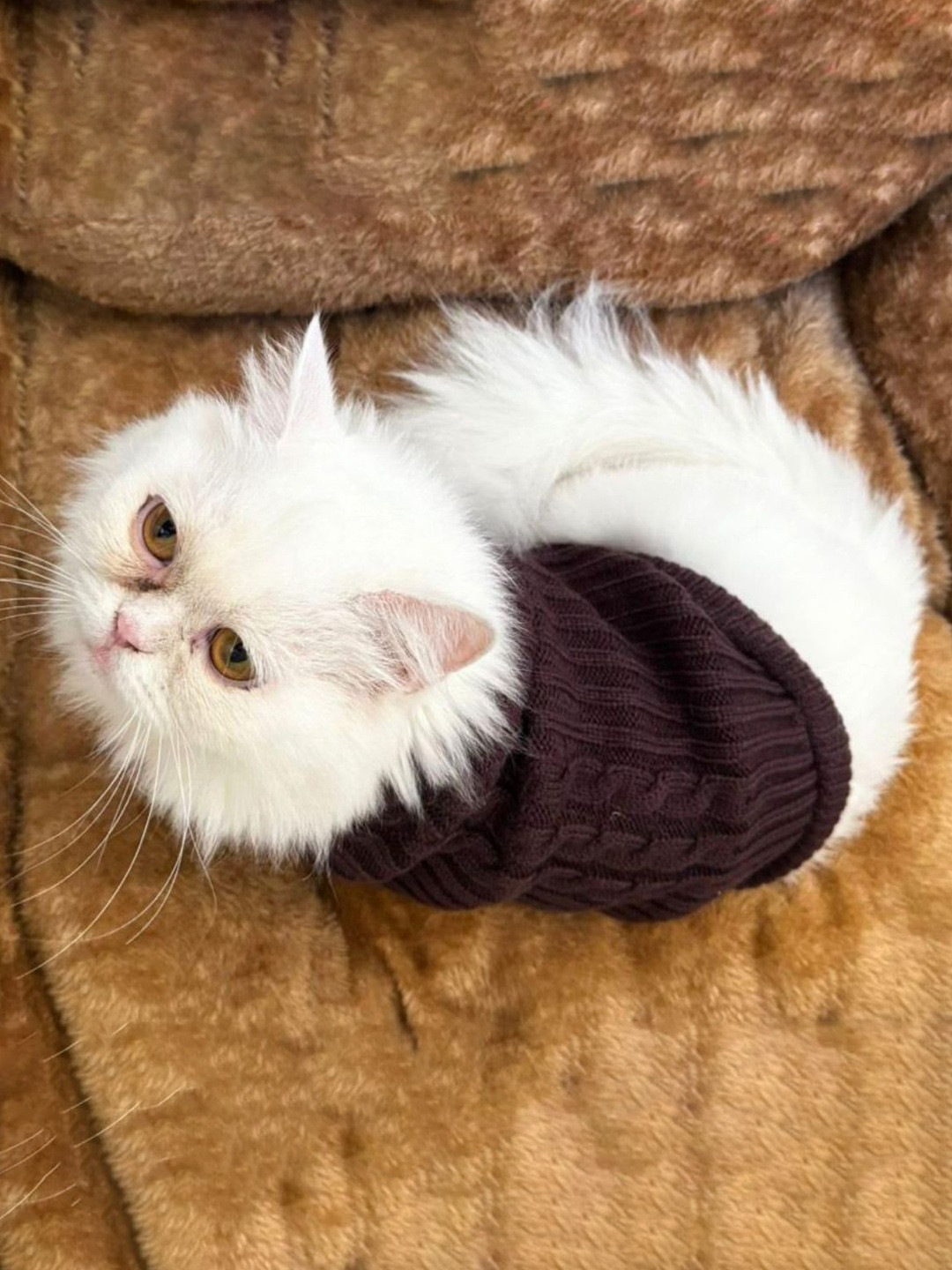 Lulala Self Design Turtle Neck Extra Small Winter Cat Sweater