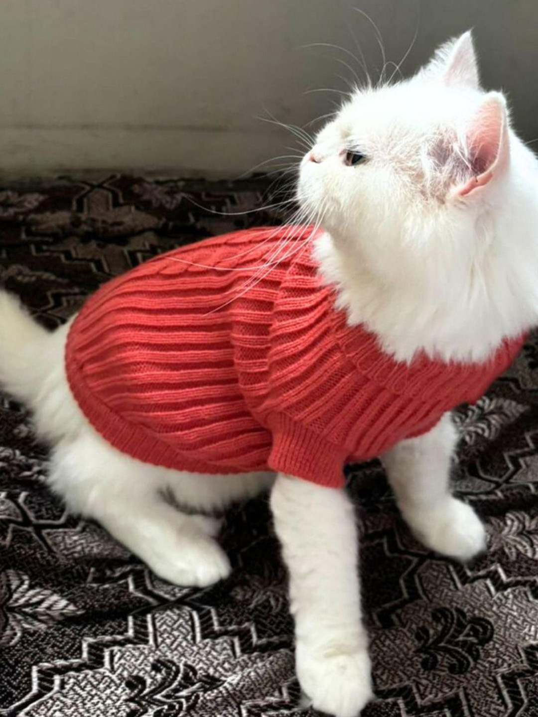 Lulala Self Design Turtle Neck Small Winter Cat Sweater