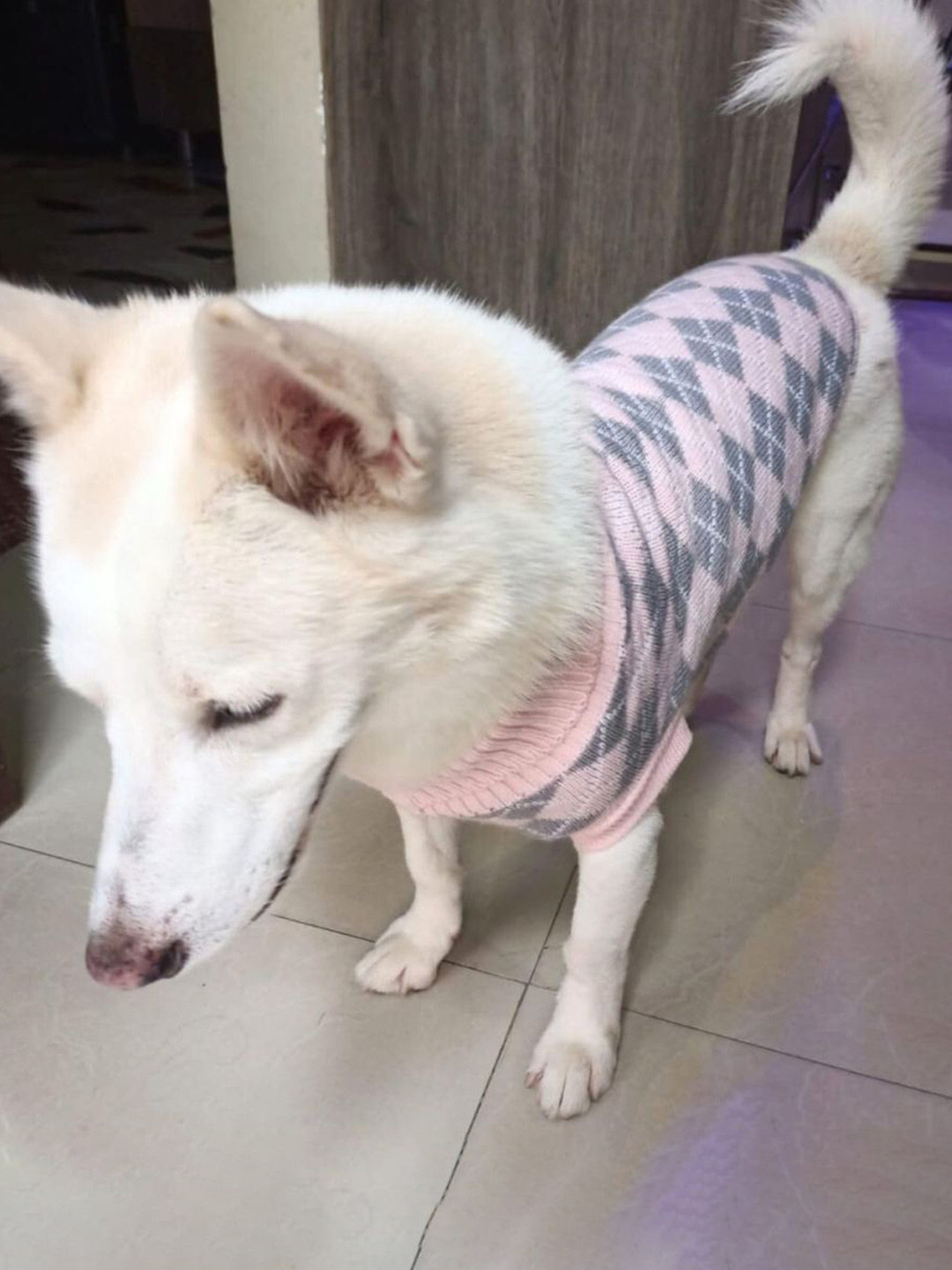 Lulala Geometric Printed Turtle Neck Small Winter Dog Sweater