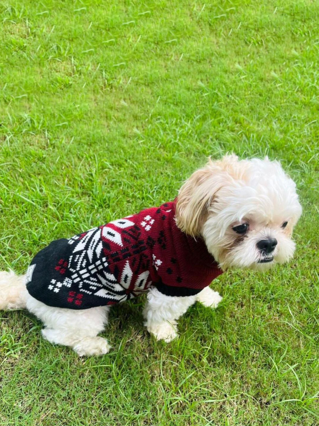 Lulala Geometric Printed Turtle Neck Medium Winter Dog Sweater
