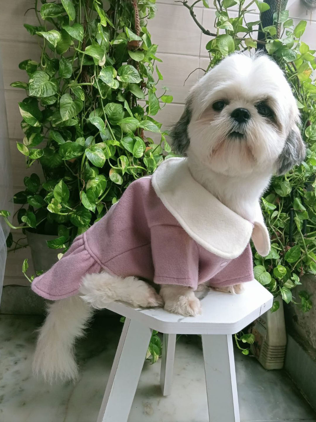 Lulala Button-Down Design Dog Dress
