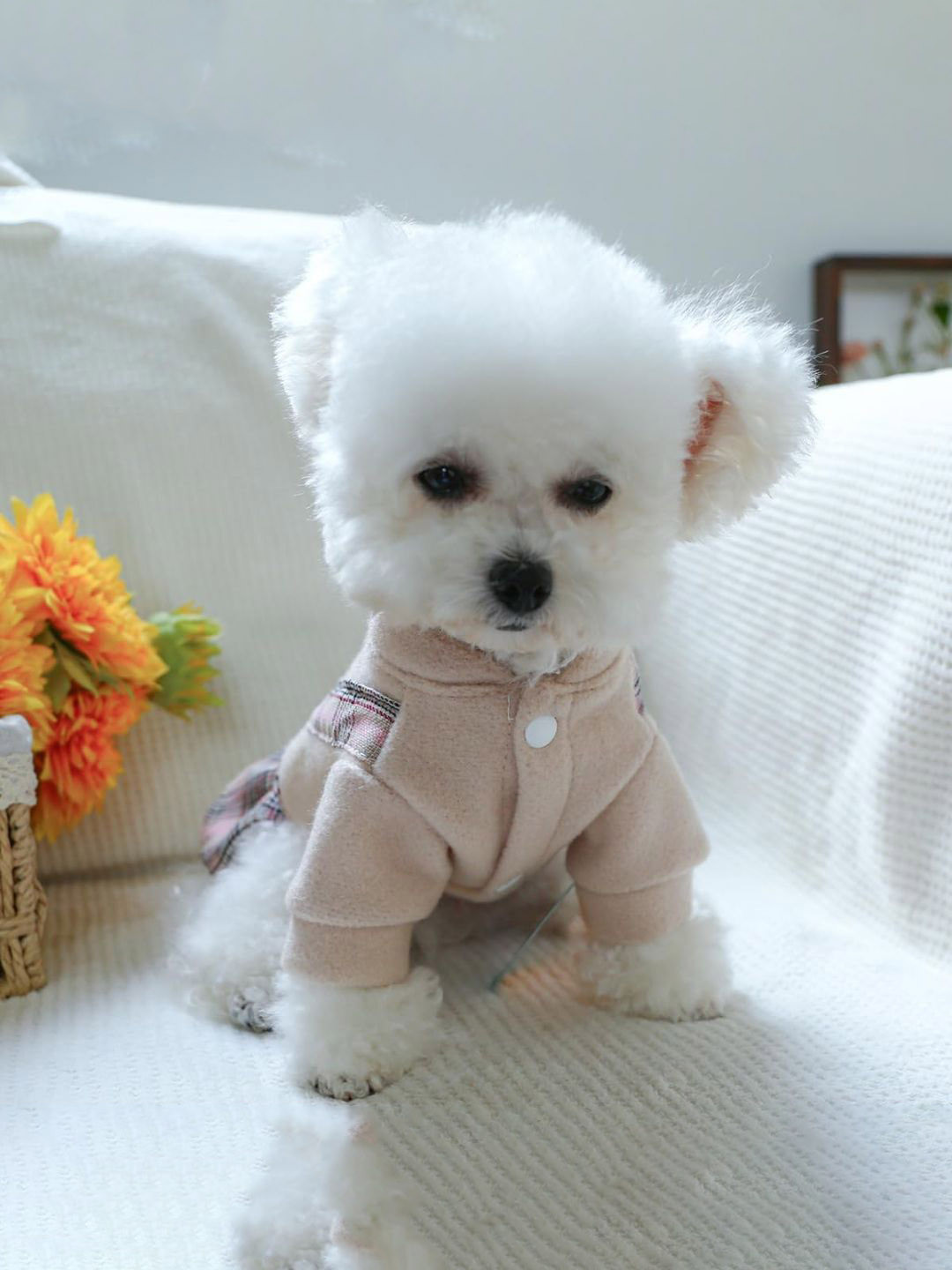 Lulala Bear Applique with Checked Dog Dress