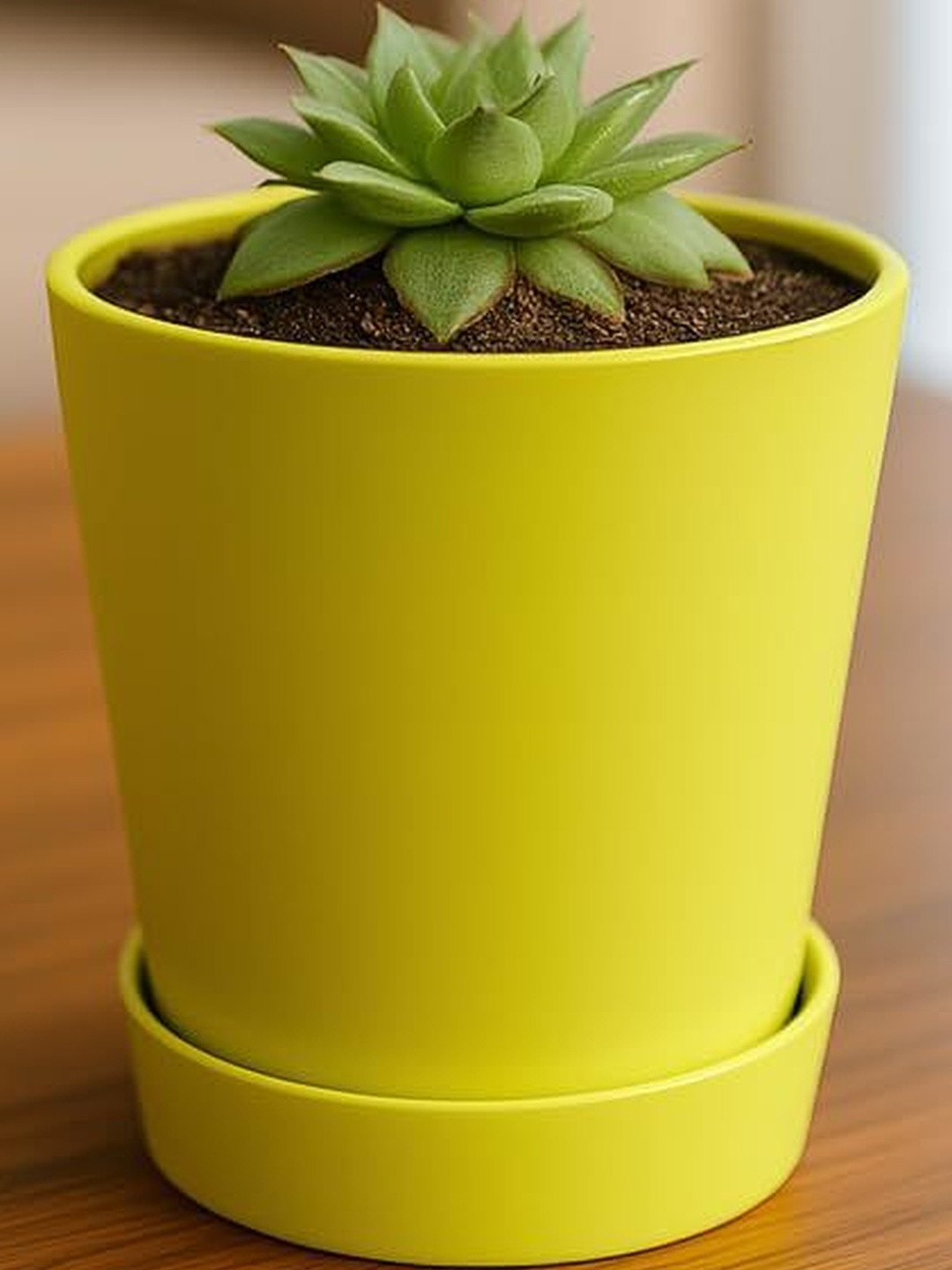 India Gardening Succulent Green Kamal Plant
