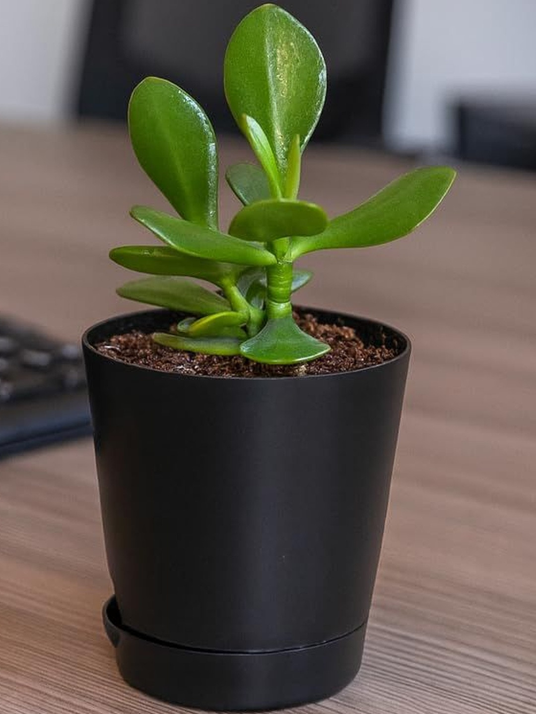 India Gardening Crassula Plant in Black Self-Watering Pot  Elegant Indoor Succulent